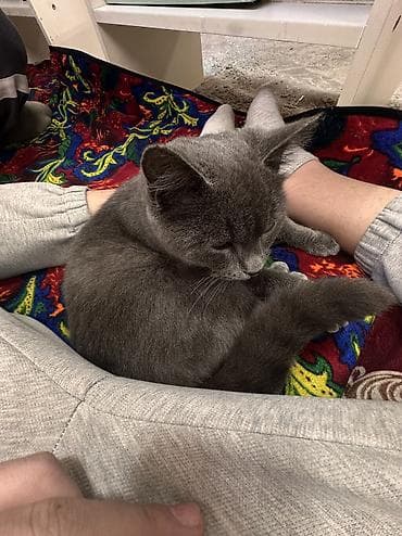 американская короткошёрстная кошка купить: Британская короткошёрстная, 1 год, Мальчик, Голубой, Приучена к лотку — 2