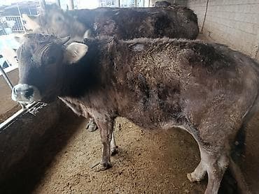 сары булун: Сатам | Бука (эркек) | Швиц | Бордоп семиртүү үчүн | Байланган — 4