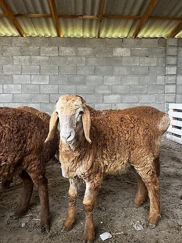Продаю | Ягненок | Для разведения | Племенные