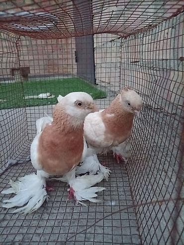 продаю голуби: Пара декоративных голубей с пышными «чубами» и длинными оперёнными — 2