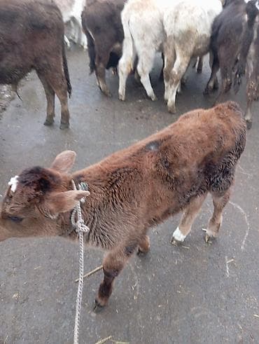 продаю раков: Продаю | Музоо, торпок | На откорм | Привязанные — 1