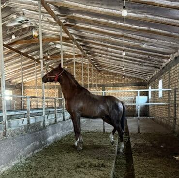 Продаю | Жеребец | Для разведения | Племенные