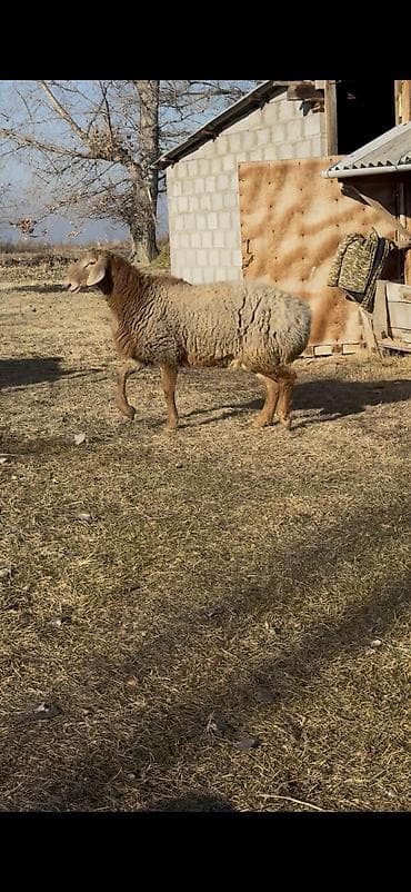 котята каракол: Продаю | Овца (самка), Ягненок, Баран (самец) | Арашан | Для разведения | Племенные — 5