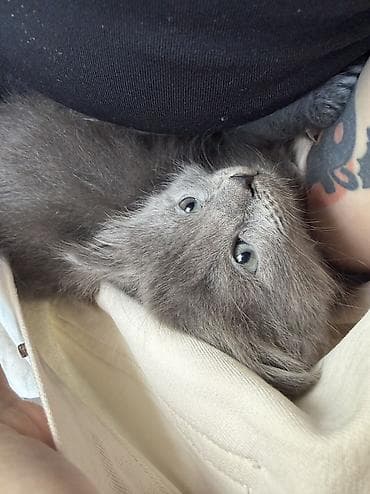 мышык сатам: Мышык бекер берилет: Породасыз, 1 айлык, Эркек, Лотокко барууга үйрөтүлгөн — 3