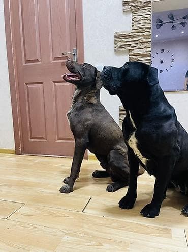 купить собаку кане корсо: Метис крупной породы (кобель) Мать Коне Корсо ( на 3 й фото), отец — 3