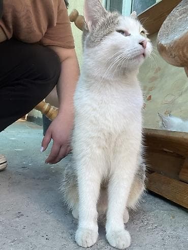 вислаухая кошка: Кошка даром: Беспородная, 4 года, Девочка, Кастрирована — 3