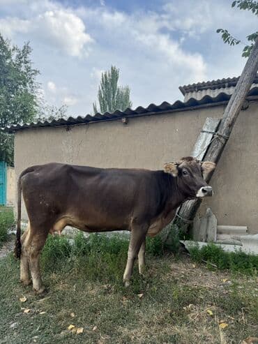 номер некст такси кара балта: Продаю | Корова (самка) | Швицкая | Для разведения, Для молока | Племенные — 2