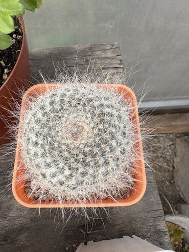 сансевиерия бишкек: Продаю суккуленты, кактусы, хавортии — 6