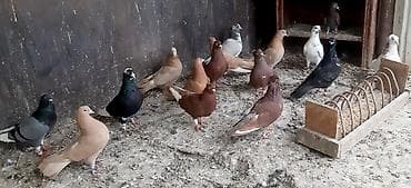 Бакинские, американские по 300 сом. Сиреневый голуб играет 1200 сом