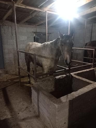 Продаю | Конь (самец) | Полукровка | Рабочий