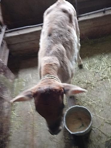 купить кошку в бишкеке: Продаю | Музоо, торпок | На откорм | Привязанные — 3