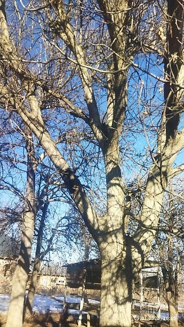 скупка цветного металла в бишкеке: Продаю ореховое дерево — 2