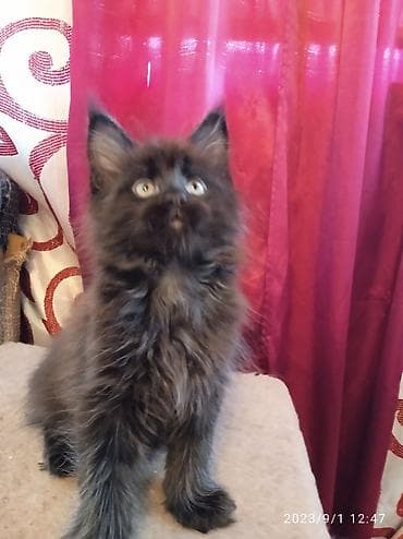 Үй жаныбарлары: Чёрный бриллиант🥰! Продается Котик Мейн-Кун❤️ окрас черный солид от — 3