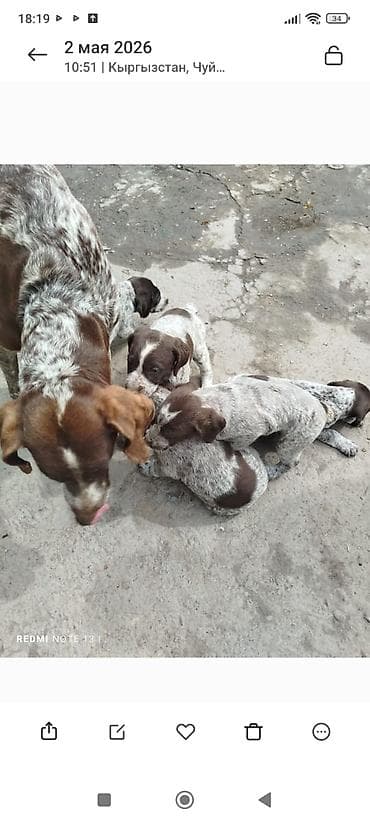 Дратхаар, 1 месяц, Самка, С прививкой — 3