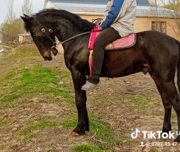 собака лабарадор каракол: Сатам | Жылкы (эркек) | Ат спорту — 1