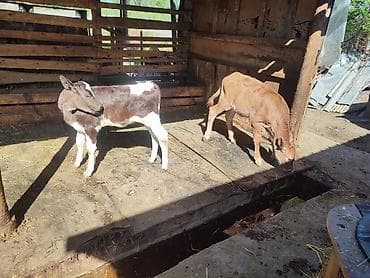 продам телят бычков: Продаю | Музоо, торпок | Алатауская, Симментальская | На откорм | Искусственник — 3