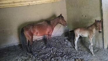 рамка для пчел: Продаю | Кобыла (самка) | Для разведения — 3