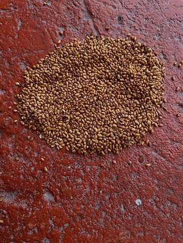 Семена кормовых растений: Люцерна at lalafo.kg Семена кормовых растений: Люцерна