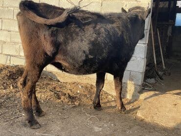 племенные коровы молочные купить: Продаю | Корова (самка) | Для разведения, Для молока | Племенные, Стельные, Искусственник — 5