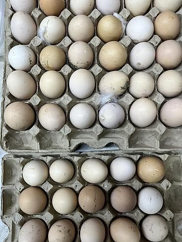 купить сокола в питомнике: Продаю | Инкубационные яйца | Брама | Для разведения — 1