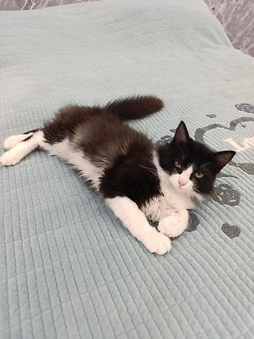 кошка котёнок: Кошка даром: Беспородная, 8 месяцев, Мальчик, Приучена к лотку, Проглистована, С прививками — 6