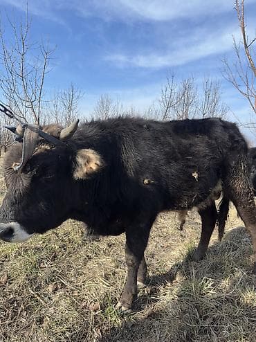 говяжие хвосты: Продаю | Бык (самец) | Швицкая | На откорм | Племенные — 3