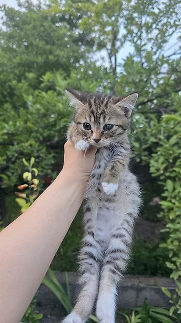 грызуны домашние: Кошка даром: Беспородная, 3 месяца, Девочка, Приучена к лотку — 5