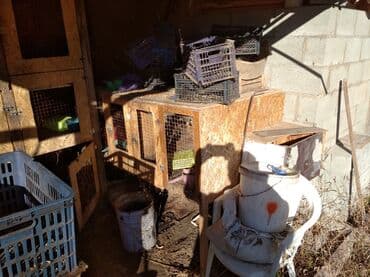 сколько стоит ошейник для собак: # Конструкция для содержания кроликов 
# 11 ячеек 
# 7000 сом — 2