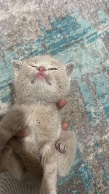 Скотиш Страйт (Шотландская прямоухая), 1 месяц, Мальчик, Метис