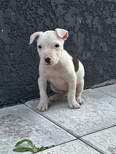 рр питбуль: Питбуль, 1 месяц, Самец — 6