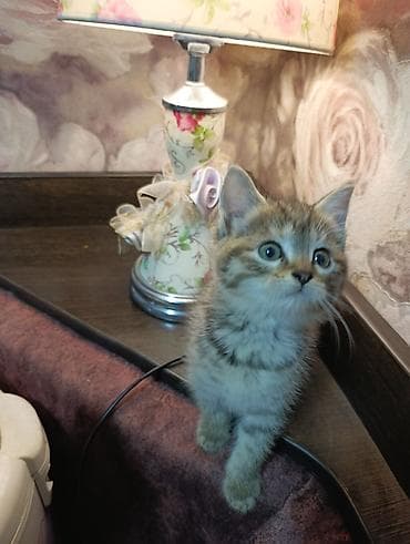 бенгальский кот: Беспородная, 2 месяца, Мальчик, Приучена к лотку — 8