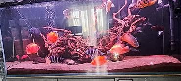 Большой аквариумный комплект для цихлид - Панорамный прямоугольный — 2