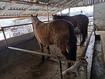 коный спорт: Продаю | Кобыла (самка), Конь (самец), Жеребенок | На забой, Рабочий — 8