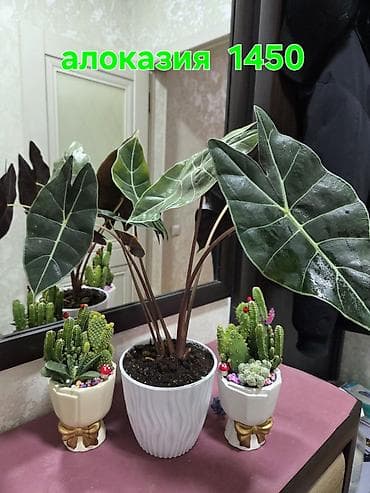 антуриум цена: Вриезия/гусмания в горшках - Яркая бромелия с красно‑желтым — 7