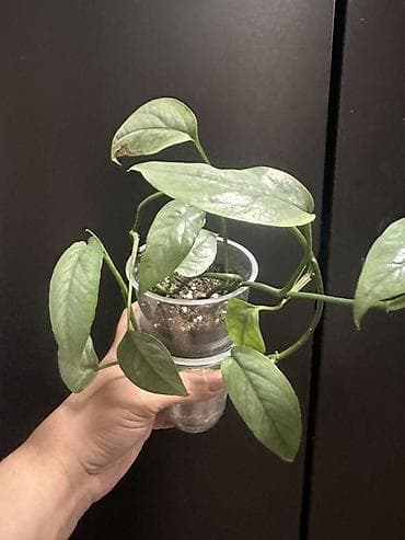 мишка с пледом: Комнатные растения — коллекционные лианы 1) Потос (Epipremnum aureum) — 10