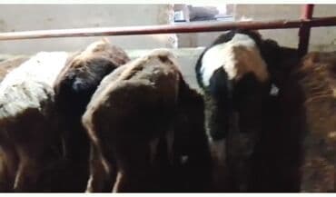 срочно продаю в связи с переездом: Продаю | Бык (самец) | Полукровка | На откорм — 1