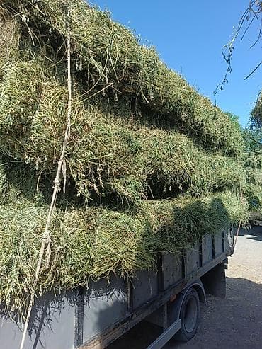 кукуруза месный: Сено/люцерна в тюках - Кормовая люцерна, спрессованная в — 2
