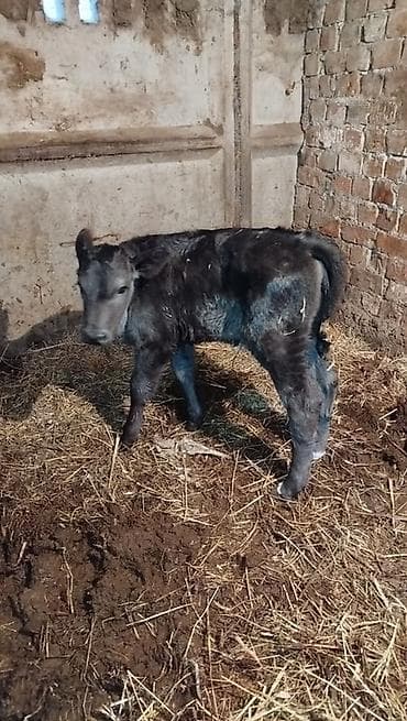 рыбки для аквариума: Продаю | Музоо, торпок | На откорм — 2