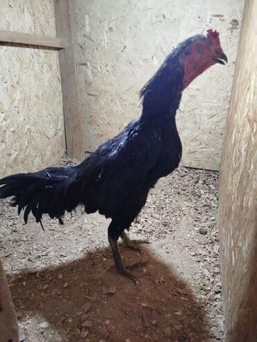 наполнители для кошек: Продаю | Куры — 6