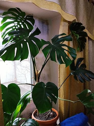 домашнее цветы: Срочно продаю комнатные цветы "МОНСТЕРА". Стильный тропический акцент — 3