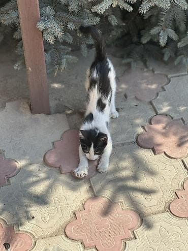 грызуны домашние: 🐱 Отдам котят в добрые руки БЕСПЛАТНО! Даром 😔💔. Очень срочно! Ищем — 5