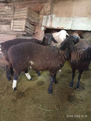продаю в связи с переездом: Продаю | Баран (самец) | На забой, Для разведения — 1
