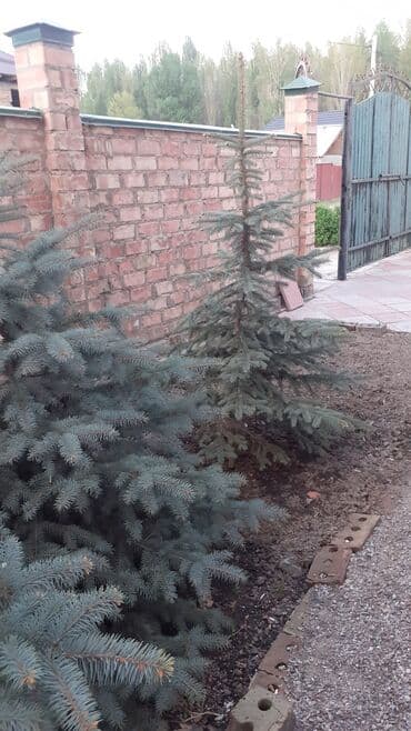 фикус али: Көчөттөр дарактардын: Карагайлар, Өзү алып кетүү — 2