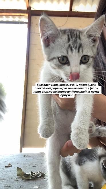 Мышыктар сатылат: Эркек, Лотокко барууга үйрөтүлгөн — 1