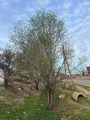 ул московская: 6 соток, Для строительства, Красная книга — 7