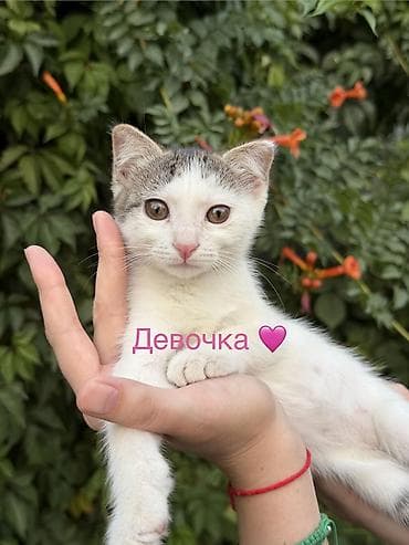 корма драбилка: Котята домашние короткошерстные, возраст 3 месяца. Ласковые — 5
