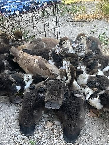 Индоутята месячные, здоровые, 500 сом штука
Адрес село Джер-Казар