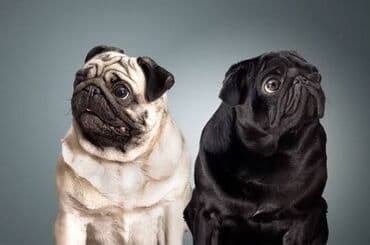 собаки питбул: Куплю мопса девочку для семьи) уход и любовь 💘 на все 100% Сумма — 1