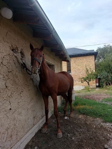 в связи с переездом отдам попугая жако в добрые руки: Продаю | Кобыла (самка) | Конный спорт | Мерин — 3
