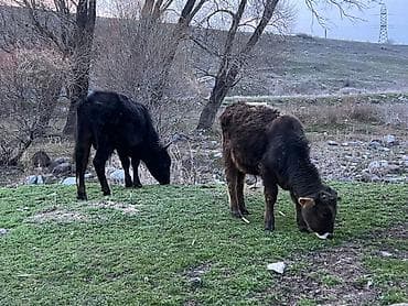 сментал бык: Продаю | Бык (самец) | Полукровка | На откорм — 3